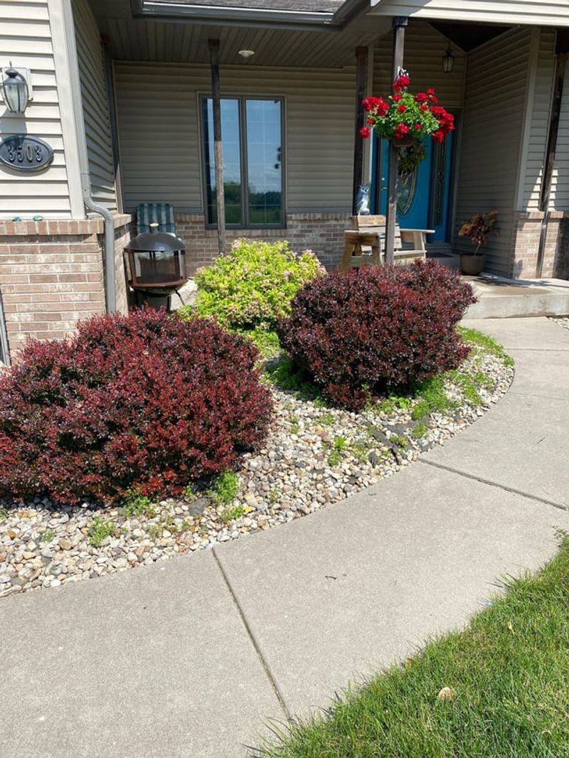 Year-Round Foliage Provides Continuous Habitat