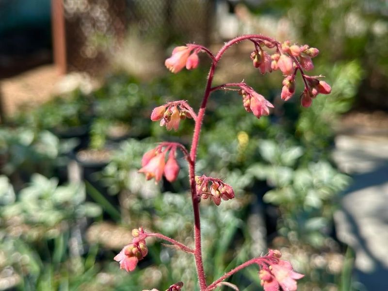 Require Minimal Water Once Established