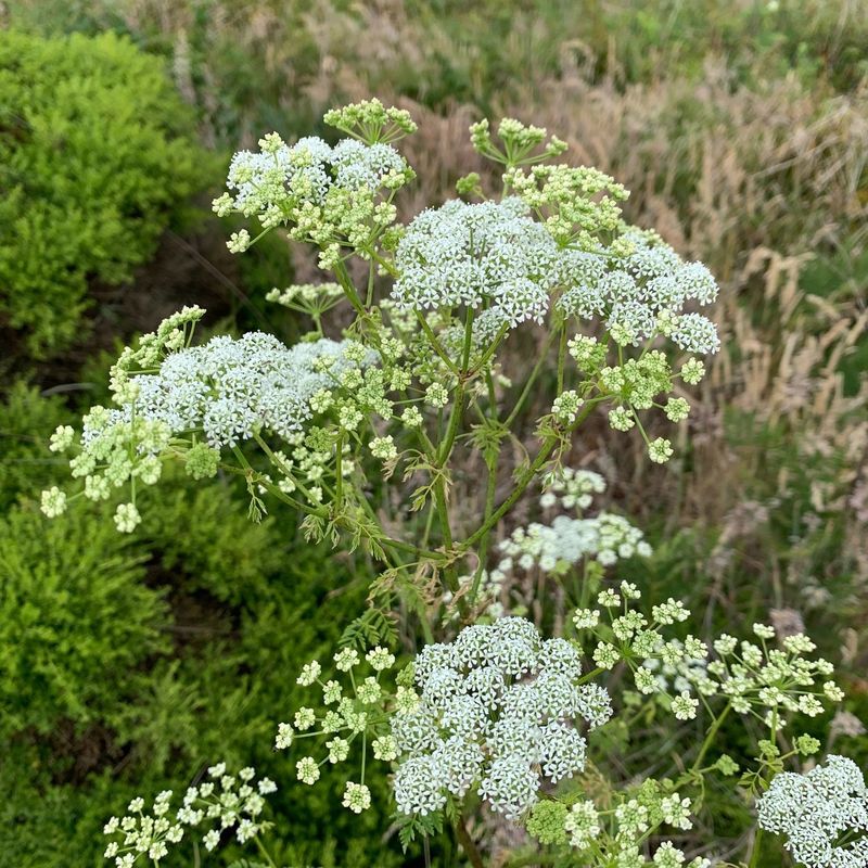 Pets Are Highly Vulnerable