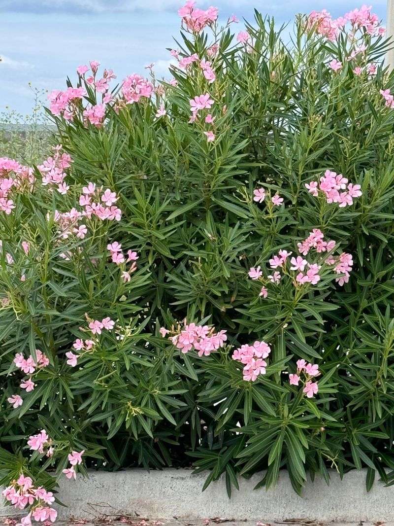 Produces Stunning Pink Flowers