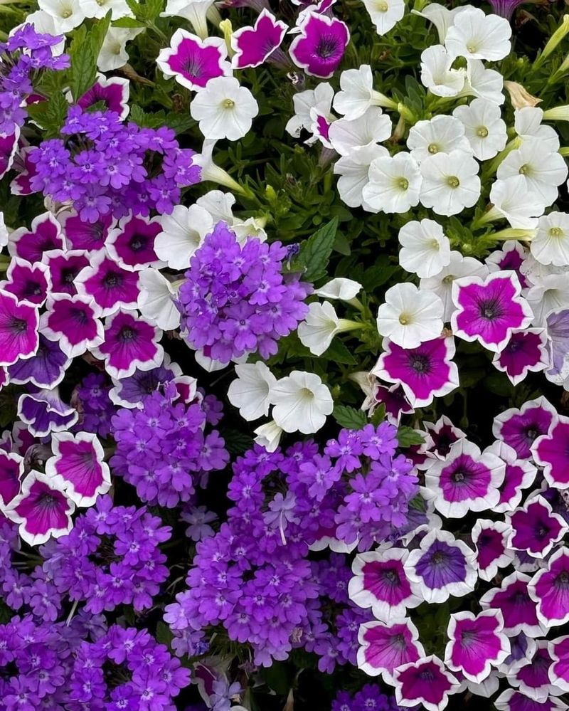 Versatile Planting Options For Any Patio Size