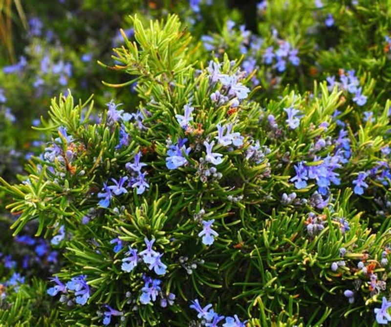 Produces Beautiful Purple Flowers