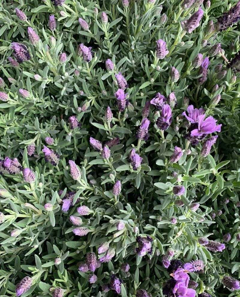 Natural Mosquito Deterrent