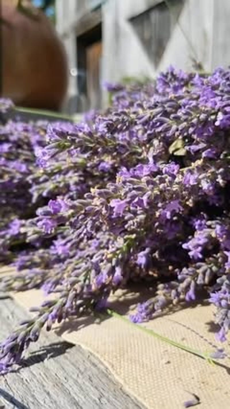 Produces Fragrant Dried Flowers