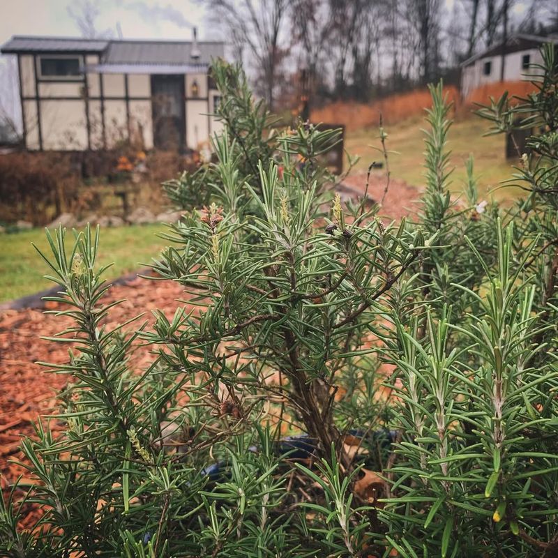 Keeps Cats And Other Animals Away Naturally