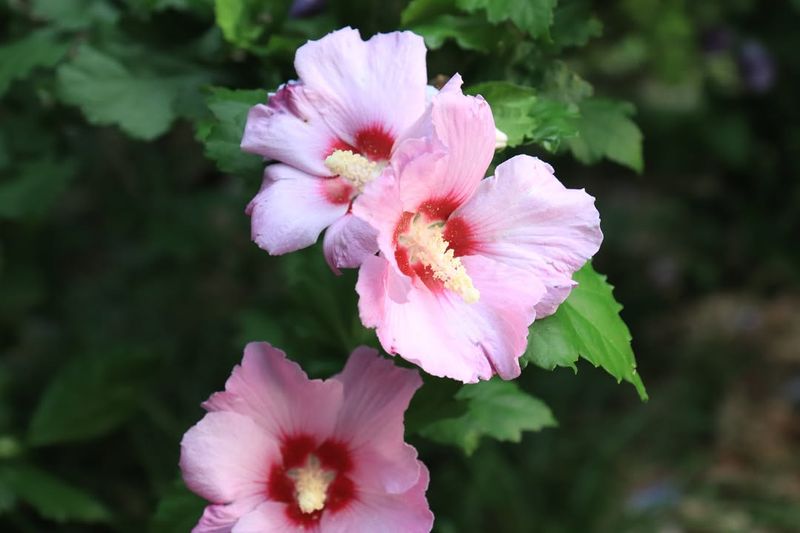 Blooms Last From July Through September