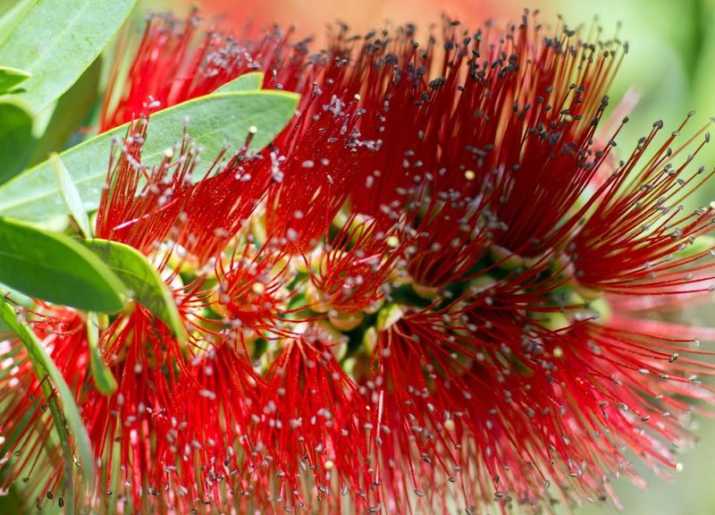 Brilliant Red Flowers Bloom For Months