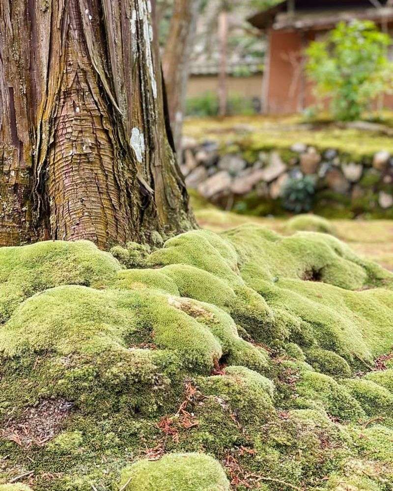 Creates Enchanting Woodland Aesthetics