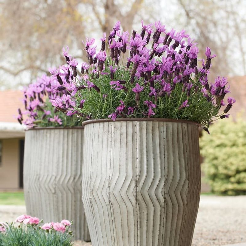 Requires Minimal Watering