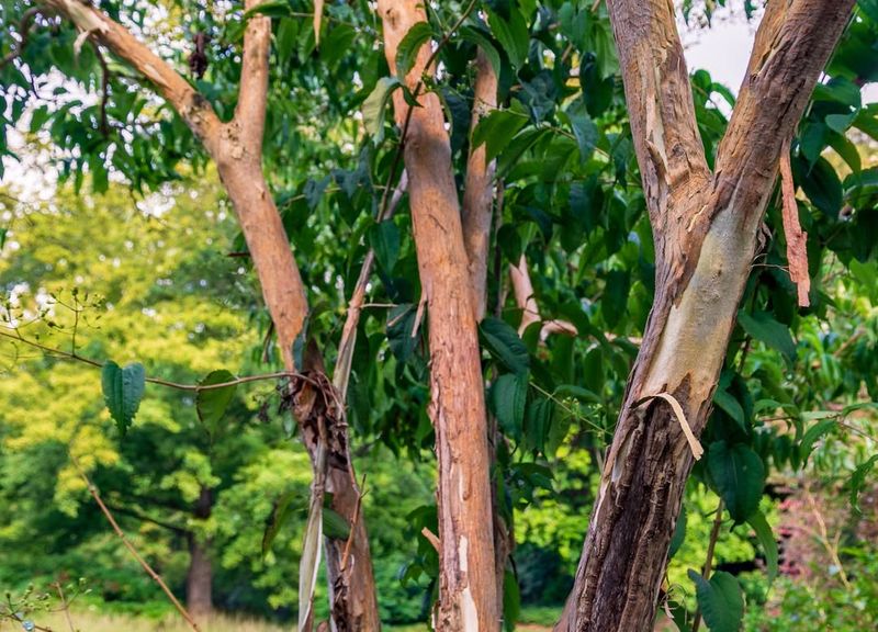 Compact Size Fits Smaller Urban Spaces Perfectly