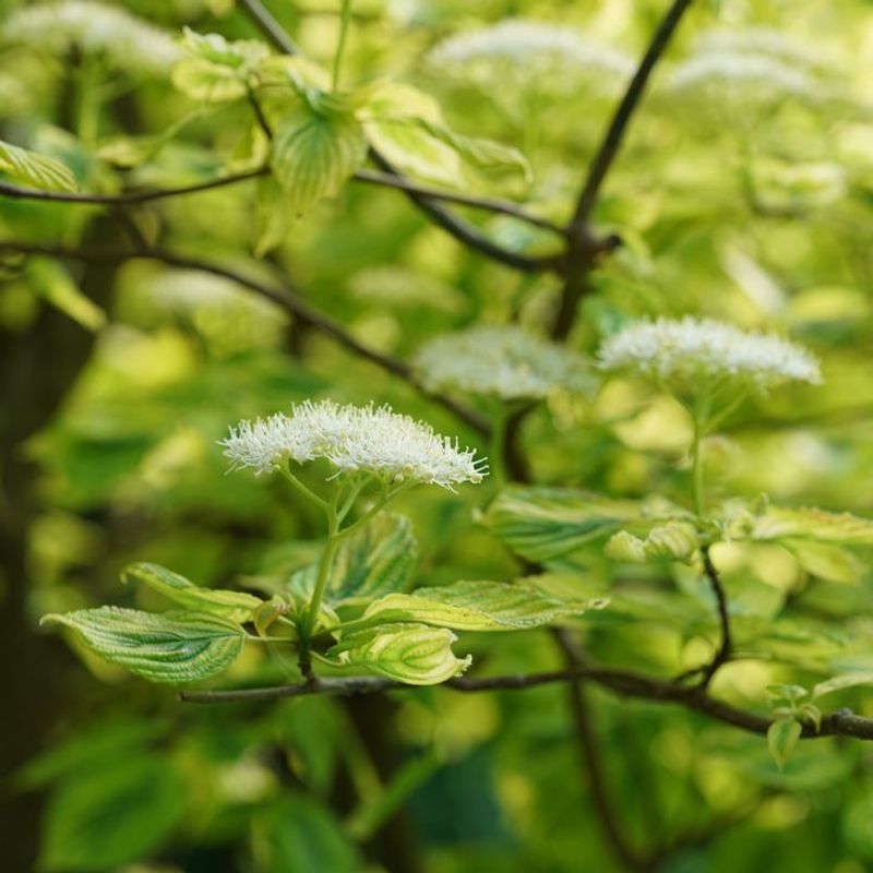 Low Maintenance Requirements Save Time And Effort