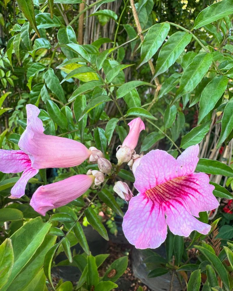 Creates Instant Privacy for Your Outdoor Space