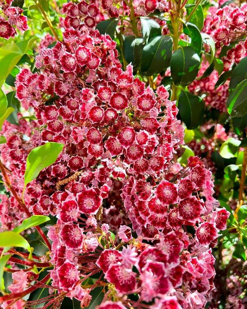 Creates Dense Thickets That Support Wildlife