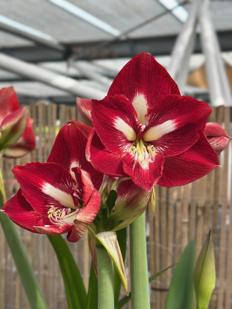 Produces Massive Blooms That Turn Heads