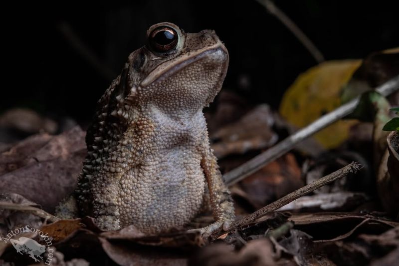 Reduced Mosquito Breeding