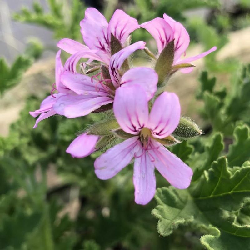 Geraniums (Scented Varieties)