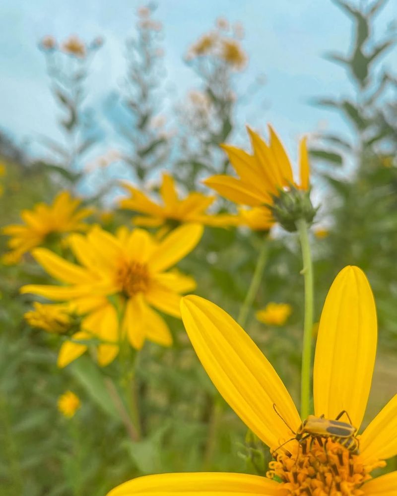 Jerusalem Artichoke