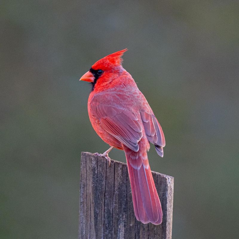 Northern Cardinal