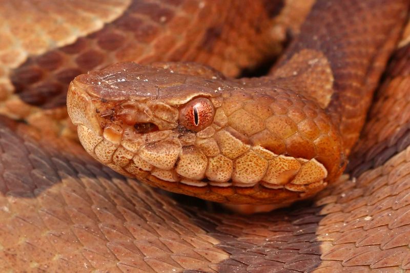Northern Copperhead