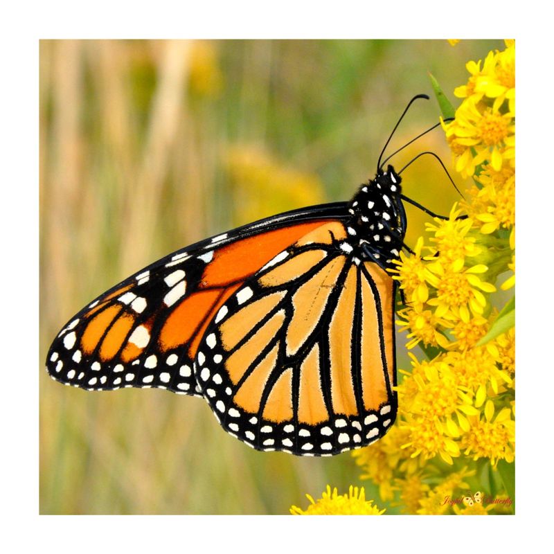 Monarch Butterfly
