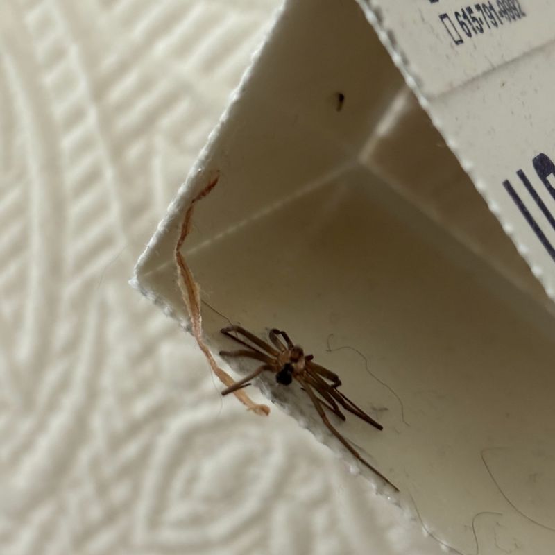 Brown Recluse Spider