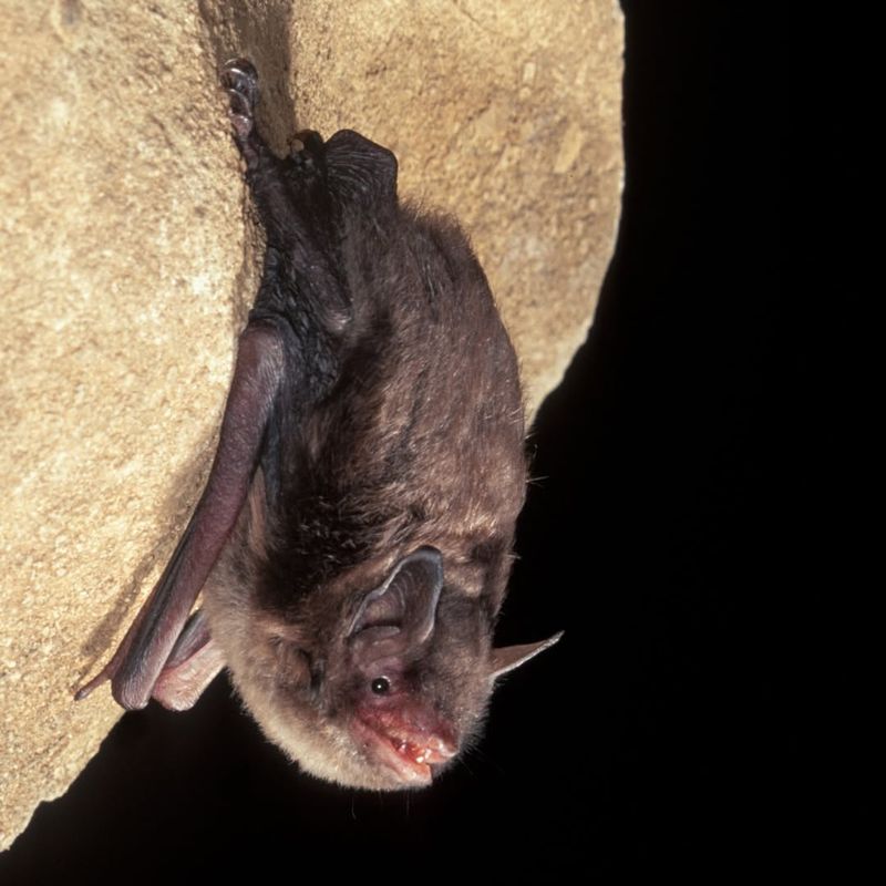 Indiana Bat