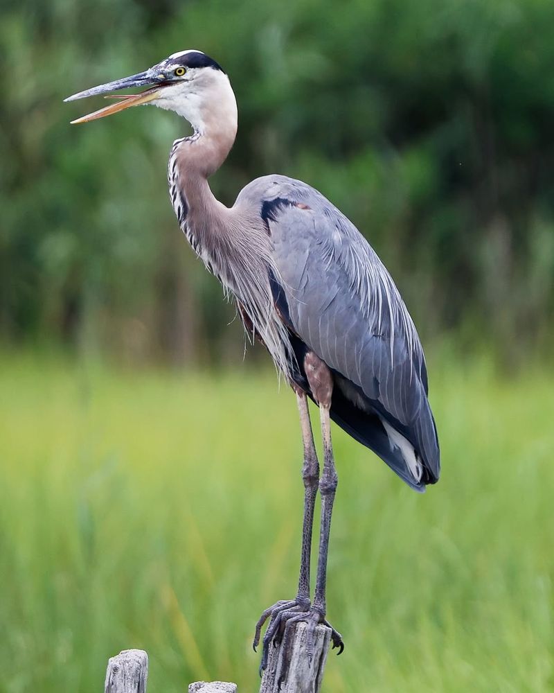 Great Blue Heron
