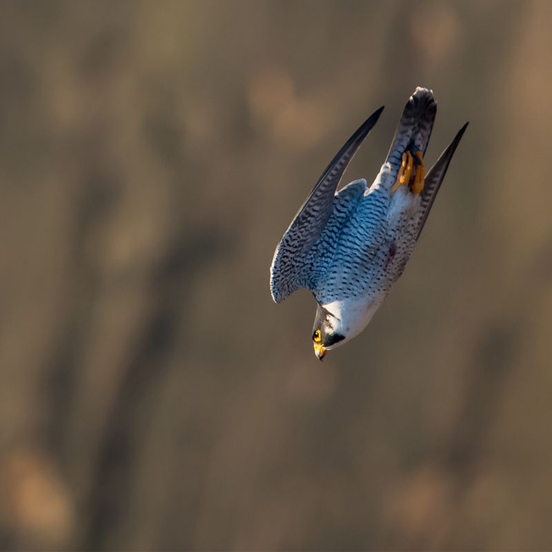 Peregrine Falcon