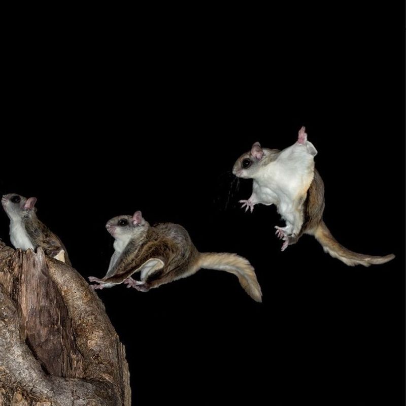 Northern Flying Squirrels