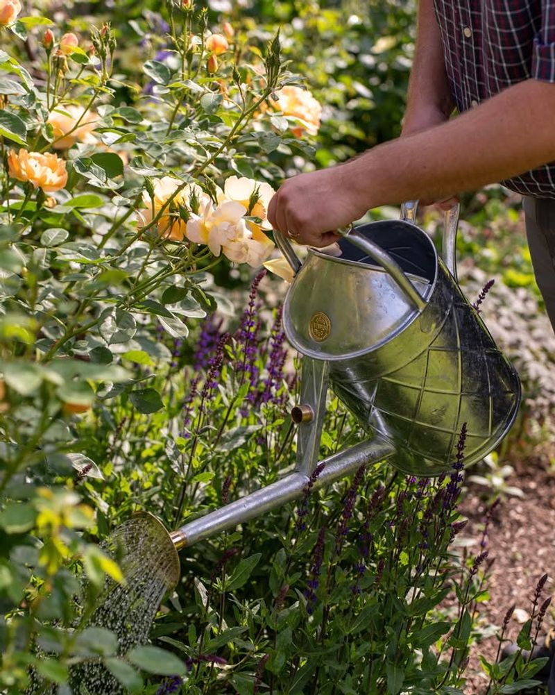 Water Shrubs Thoroughly Before Wrapping