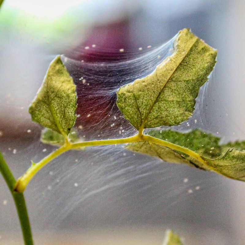 Webbing Between Stems And Leaves
