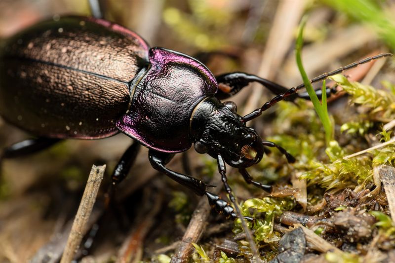 Ground Beetles: Nocturnal Cleanup Crew