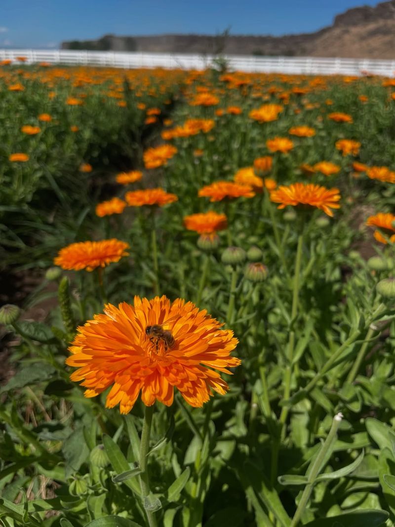 Supports Biodiversity In Garden Ecosystems