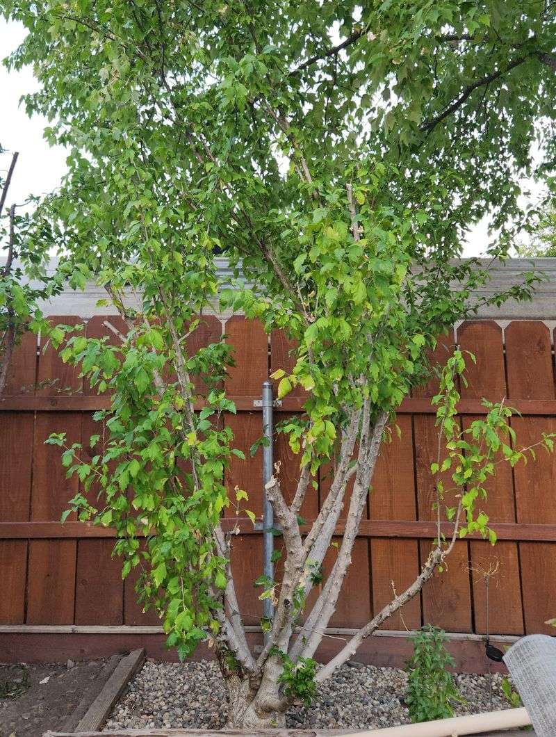 Requires Minimal Pruning And Maintenance Throughout The Year