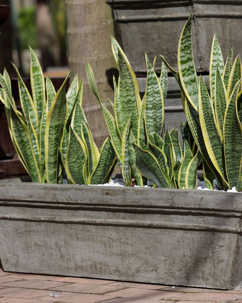 Requires Infrequent Watering