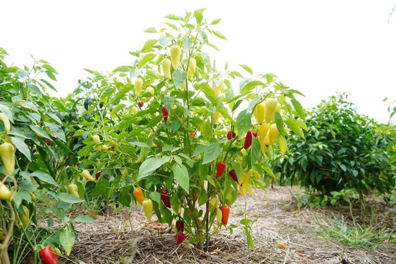 Pepper Plants