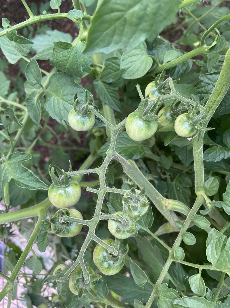 Directly Under Roof Eaves and Gutters