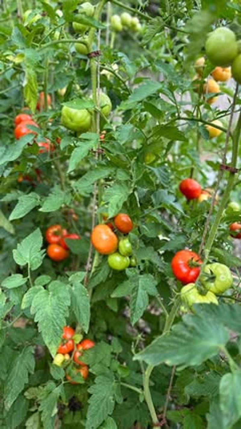 In Previously Diseased Nightshade Spots