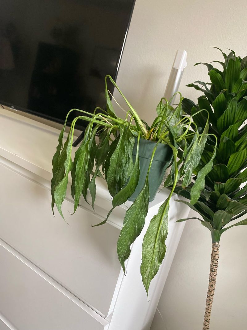 Sunlight Stress Burns Delicate Leaves