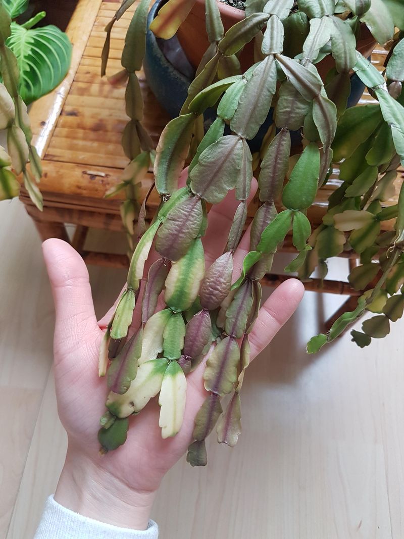 Sunburn Scorches Plant Segments