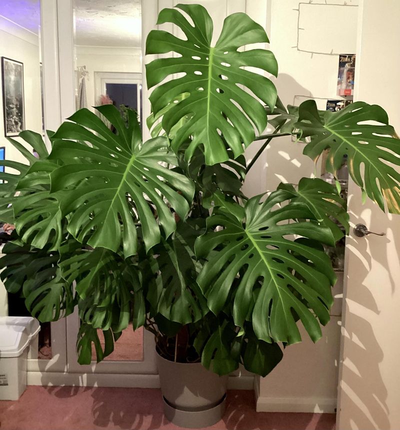 Monstera Deliciosa