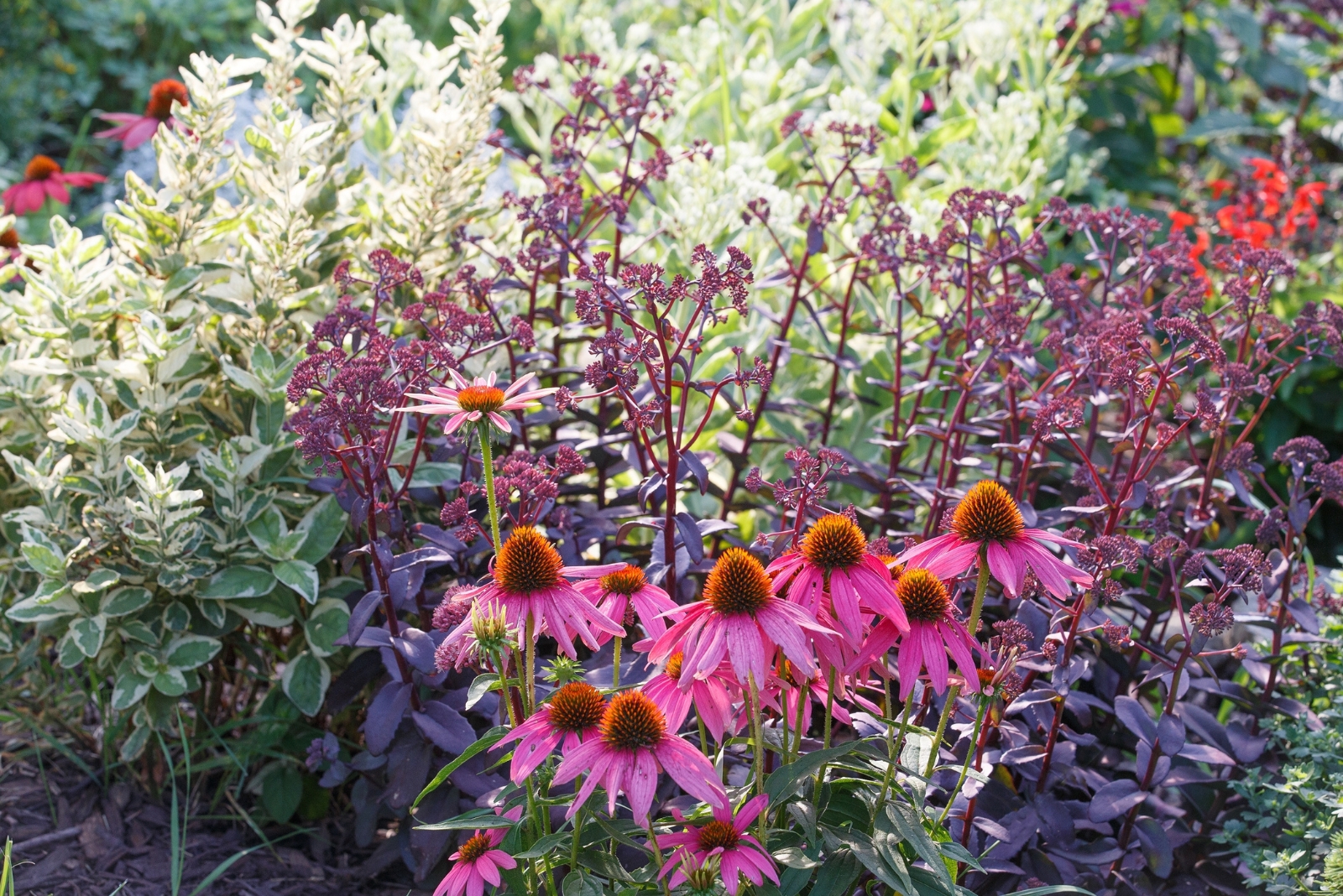 Top Clay-Soil Flowers Missouri Gardeners Can Rely On This Season