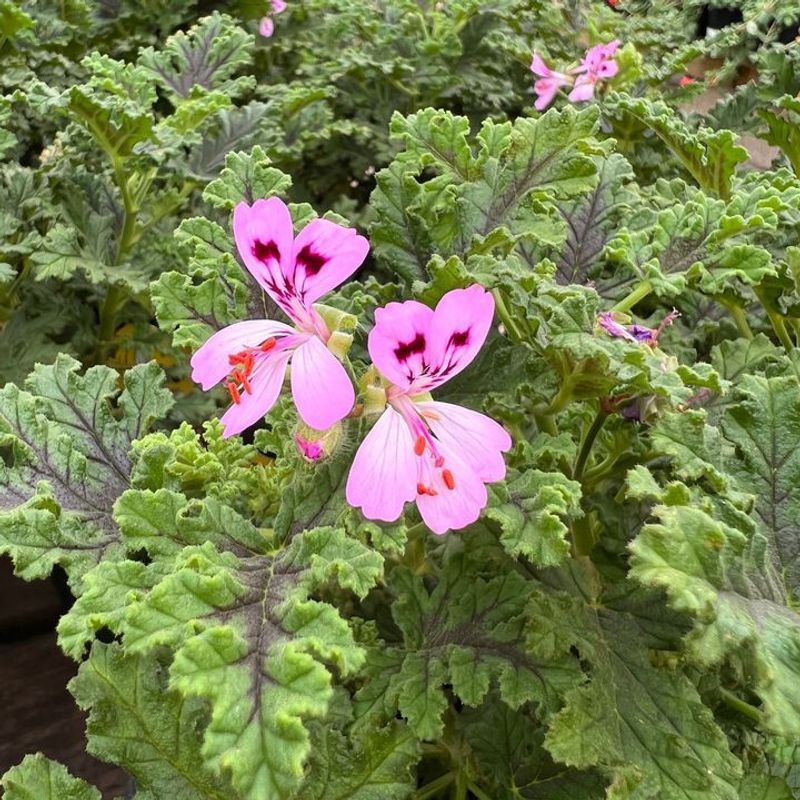 Not Actually A True Geranium