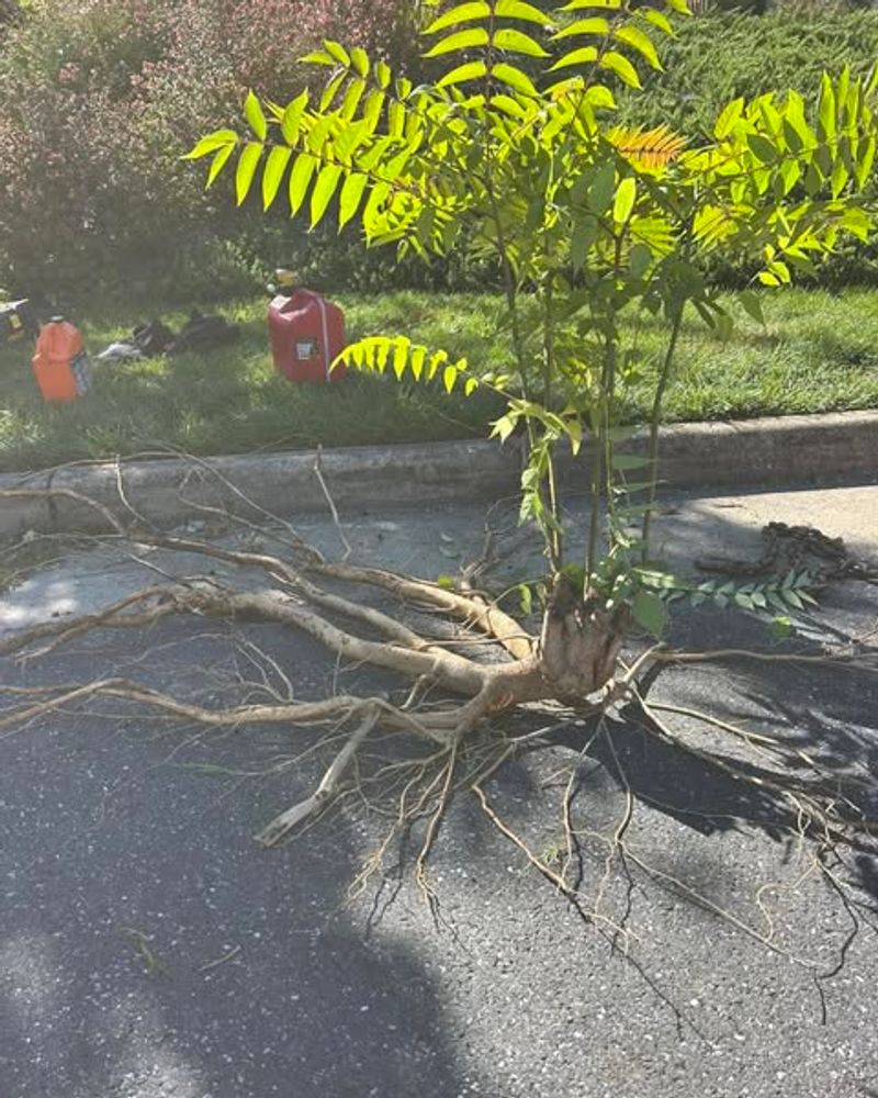 Root Systems Damage Foundations And Sidewalks