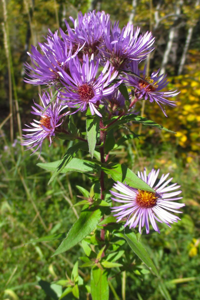 Perfect Height For Garden Borders And Backgrounds