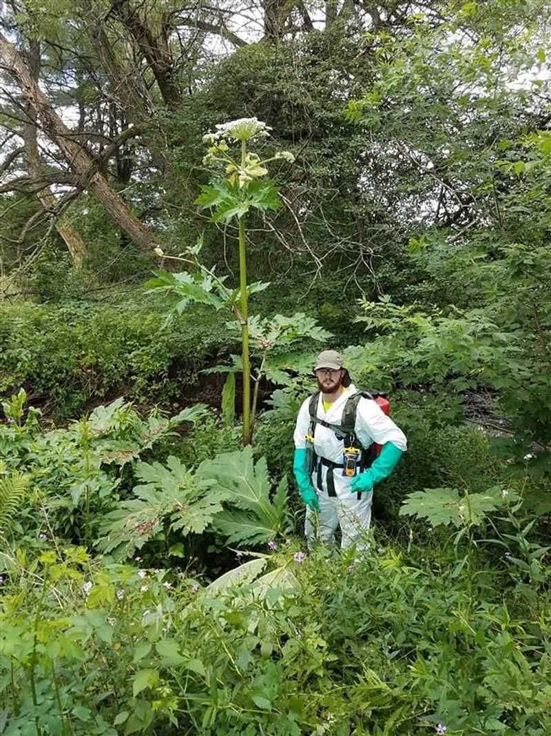 Grows Taller Than Most People