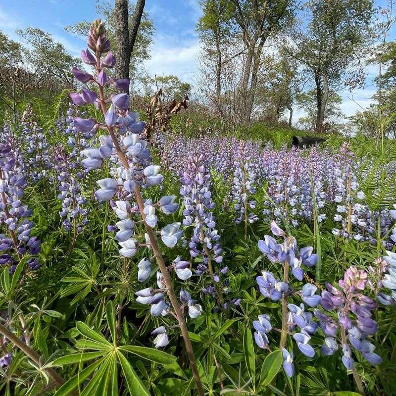 Lupine - Purple Powerhouse