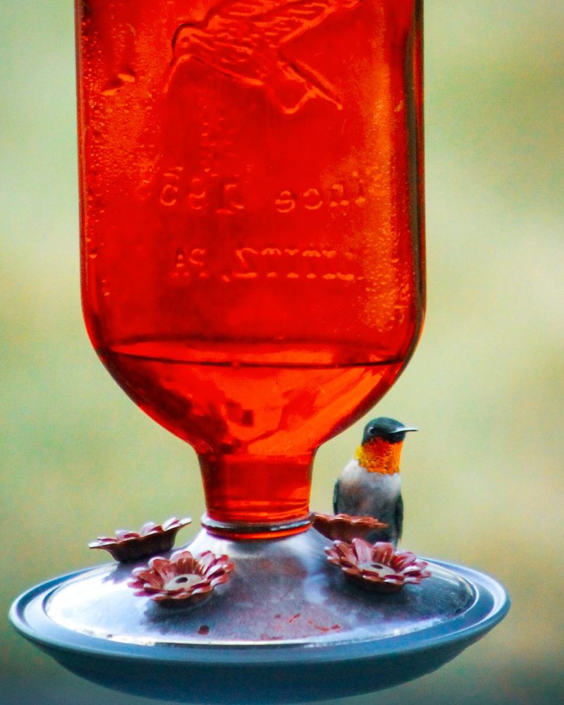 Prepare Feeders For Winter Storage Properly