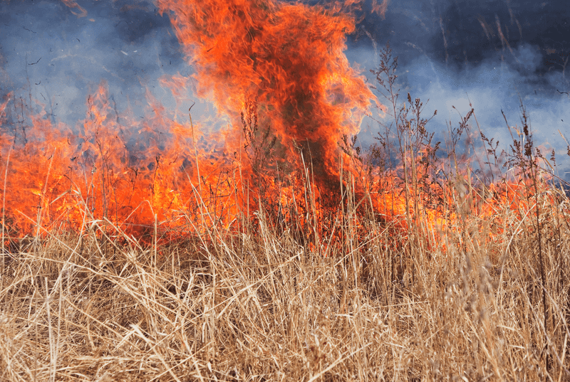Dry Grass Acts Like Wildfire Fuel