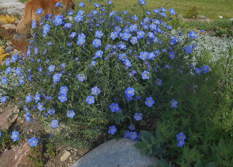 Nevada Blue Flax